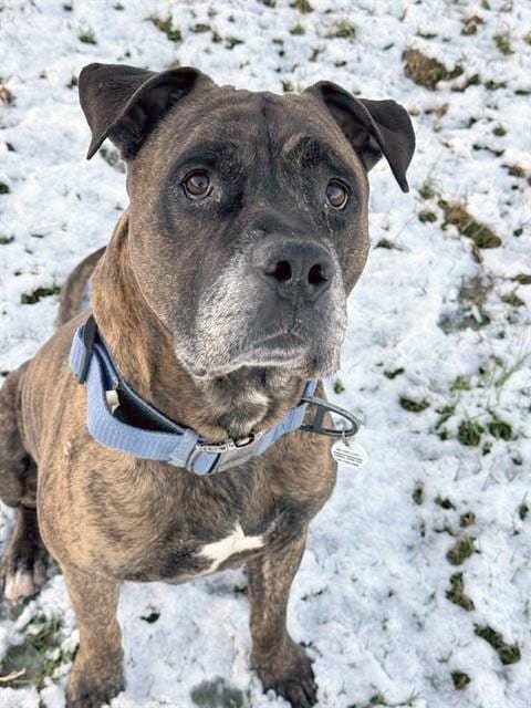 Photo of Roscoe, adoptable senior Mastiff in Forestville, Maryland
