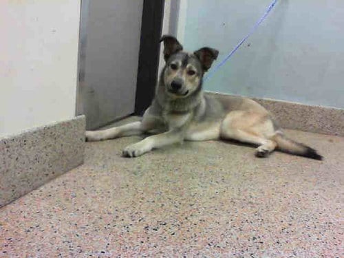 Photo of Burry, adoptable senior Siberian Husky in Miami, Florida
