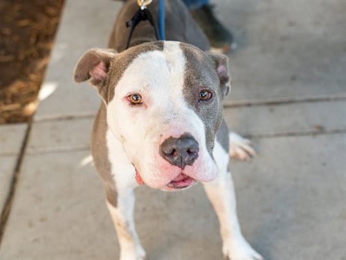 Photo of Petey, adoptable senior Pit Bull Terrier in Martinez, California