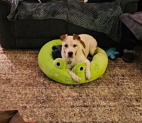 Odie, adoptable senior American Bulldog in Norfolk, VA