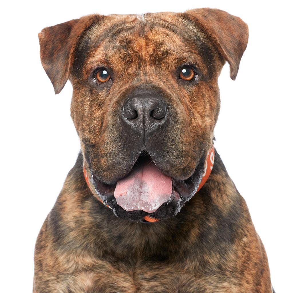 Photo of Bug, adoptable senior Chinese Shar-Pei / Mix in Kanab, Utah