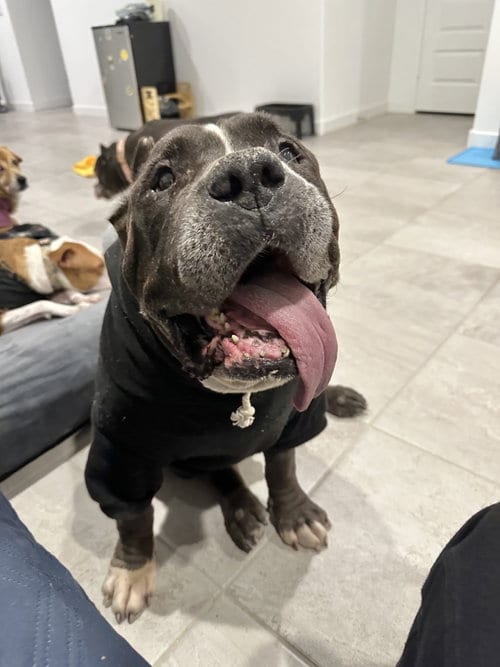 Photo of Armani, adoptable senior American Staffordshire Terrier in Queen Creek, Arizona