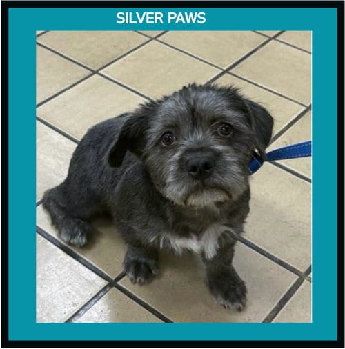 Photo of Bella (DOG), adoptable senior Terrier in Royal Palm Beach, Florida