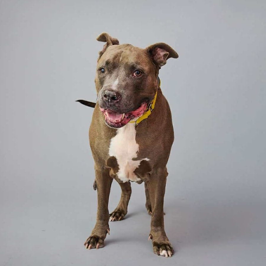 Photo of Blue Shell, adoptable senior Terrier, American Staffordshire / Mixed Breed (Medium) in Whitestone, New York