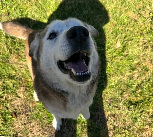 Photo of Patch, adoptable senior Shepherd in Houston, Texas