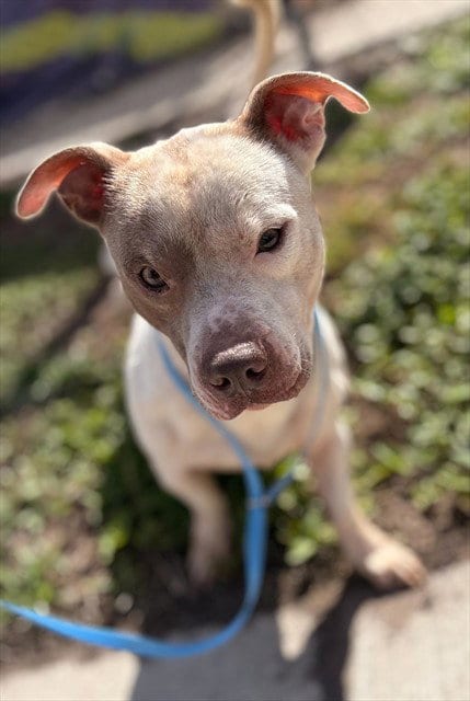 Photo of Snow, adoptable senior Pit Bull Terrier in St. Cloud, Florida