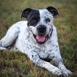 Photo of McDaddy JuM, adoptable senior American Staffordshire Terrier Mixed Breed (Medium) in Richfield, Minnesota