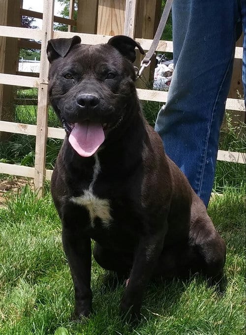 Photo of Onyx, adoptable senior Staffordshire Bull Terrier in Woodsfield, Ohio