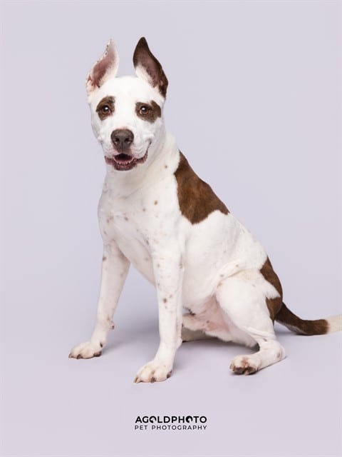 Photo of Edison, adoptable senior Terrier in Miami, Florida