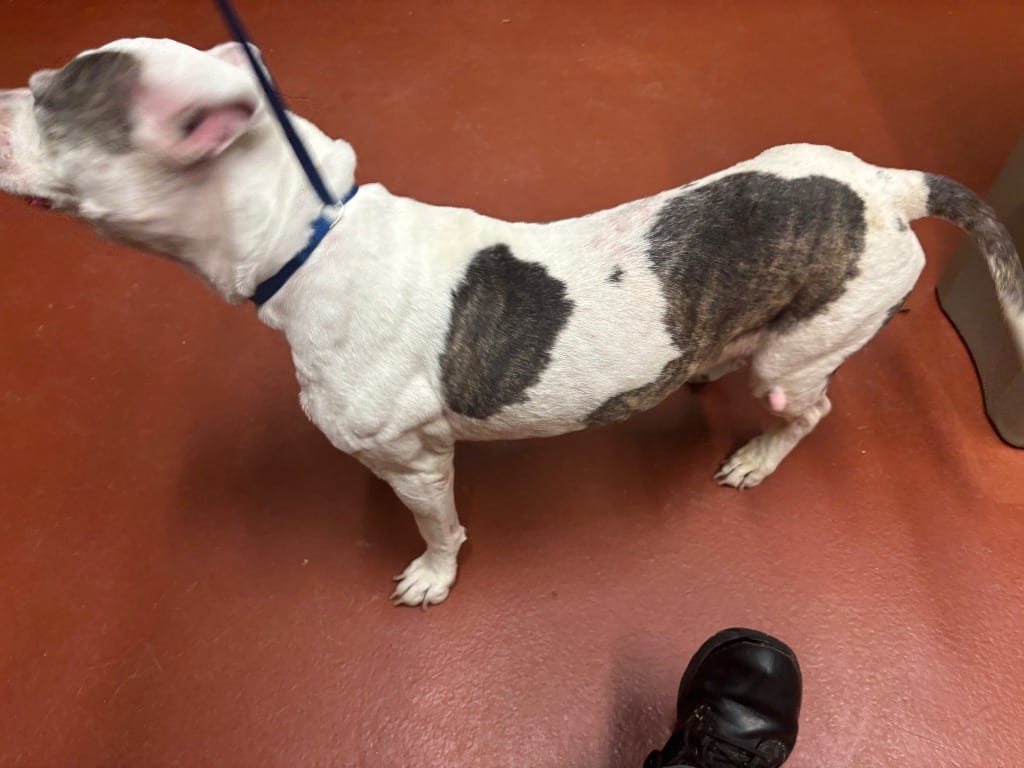 Photo of Sheila, adoptable senior Mixed Breed in Douglasville, Georgia