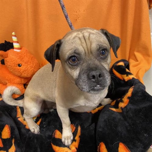 Photo of A615363, adoptable senior Pug in Modesto, California