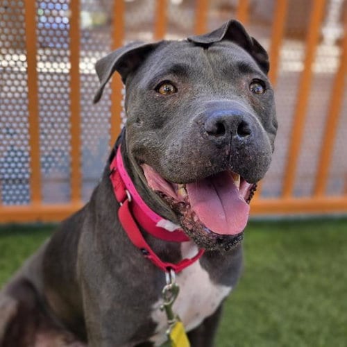 Photo of Prieta, adoptable senior Pit Bull Terrier in Las Vegas, Nevada