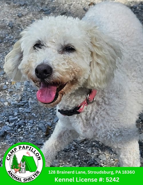 Photo of Lorretta, adoptable senior Bichon Frise in Stroudsburg, Pennsylvania