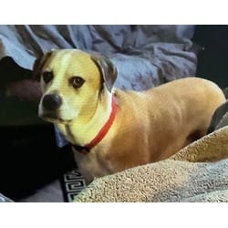 Photo of Rocco, adoptable senior Labrador Retriever in Irmo, South Carolina