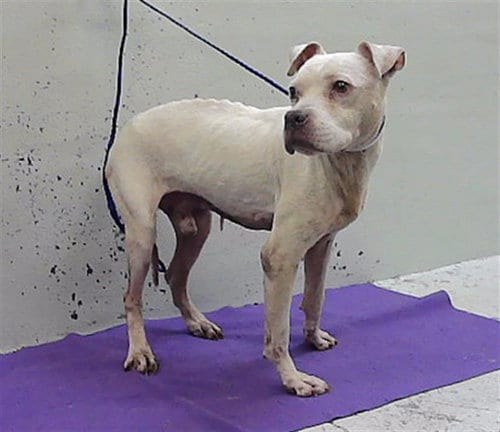 Photo of Bodicious, adoptable senior Pit Bull Terrier in Houston, Texas