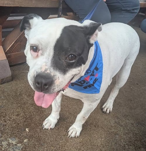 Photo of Jake, adoptable senior American Bulldog in Chester, Virginia