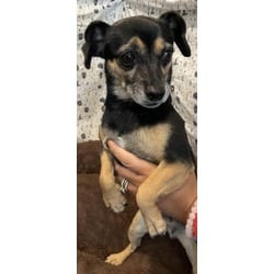 Photo of Janice, adoptable senior Chihuahua in Chatsworth, California