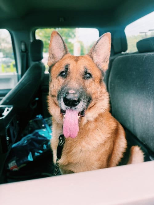 Photo of Ruger, adoptable senior German Shepherd Dog in Lakemore, Ohio