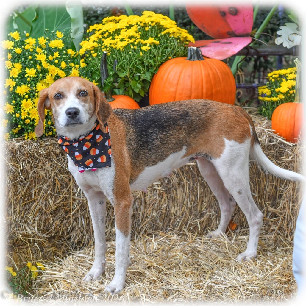 Photo of Wagnes, adoptable senior Hound in Wake Forest, North Carolina