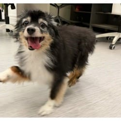 Photo of PJ, adoptable senior Australian Shepherd in Colorado Springs, Colorado