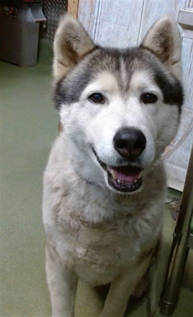 Photo of Senior Husky, adoptable senior Husky in Devore, California