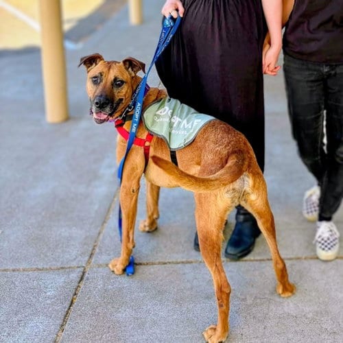 Photo of Earl, adoptable senior Unknown breed in Oakland, California