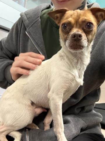 Photo of Pringle, adoptable senior Chihuahua - Smooth Coated in San José, California