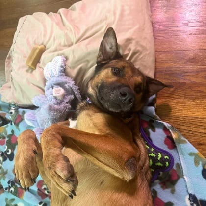 Photo of Erica, adoptable senior dog in Chamblee, Georgia