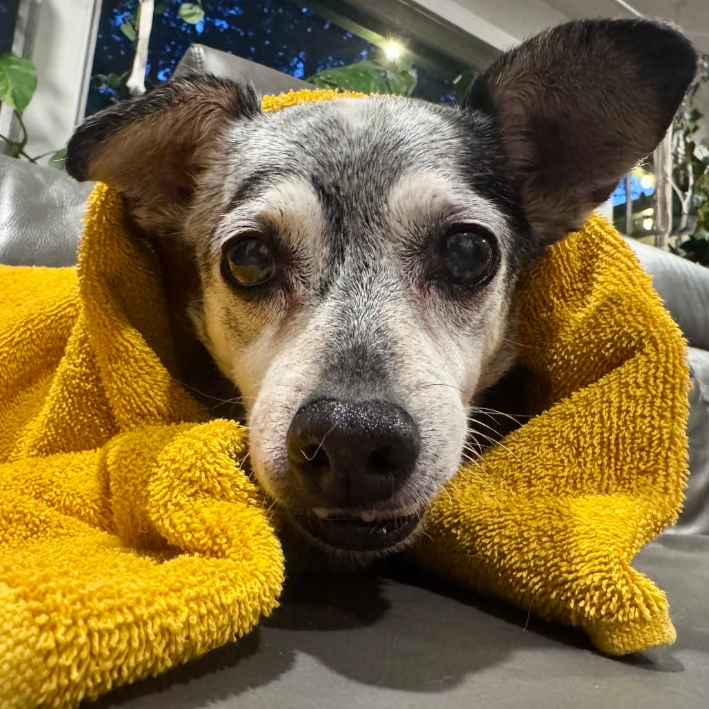 Photo of J.J., adoptable senior Chihuahua / Mix in San Francisco, California