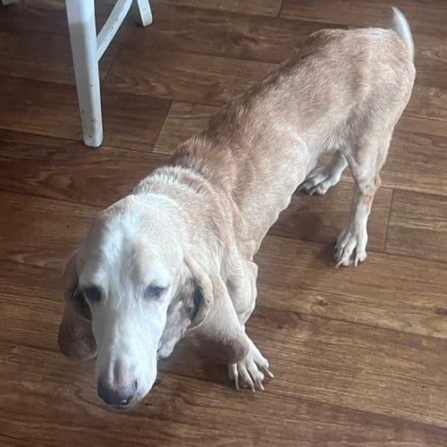 Photo of Theodore, adoptable senior Basset Hound in Grapevine, Texas