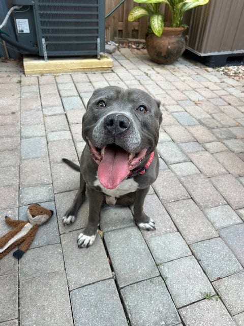 Photo of Rocky, adoptable senior Terrier in Miami, Florida