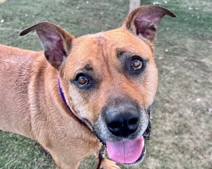 Photo of She-ra, adoptable senior dog in Georgetown, Texas