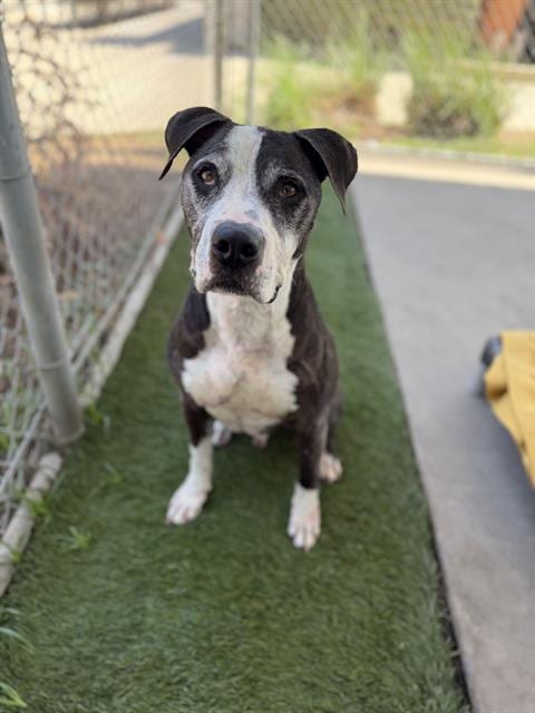 Photo of Oreo, adoptable senior Pit Bull Terrier in Chula Vista, California