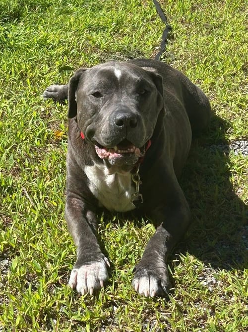 Photo of Lucky Loki, adoptable senior American Staffordshire Terrier in Brewster, New York