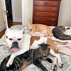 Photo of Brenda, adoptable senior Bulldog in Westminster, Massachusetts
