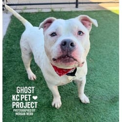 Photo of Ghost, adoptable senior American Pit Bull Terrier in Kansas City, Missouri