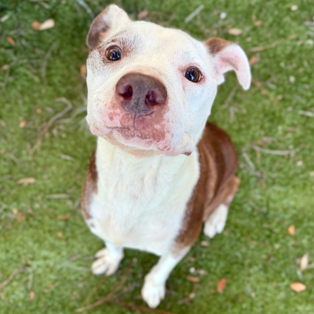 Photo of Diesel, adoptable senior Terrier, American Pit Bull in Milton, Florida