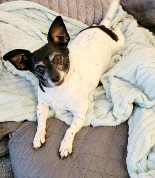 Photo of Maddie, adoptable senior Chihuahua in Crystal, Minnesota