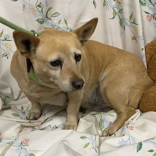 Photo of Jack, adoptable senior Chihuahua in Modesto, California
