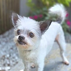 Photo of Tango, adoptable senior Chihuahua Terrier (Unknown Type, Small) in Bridgeton, Missouri