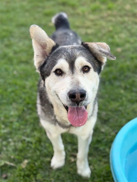 Photo of Pops, adoptable senior Siberian Husky in Riverside, California