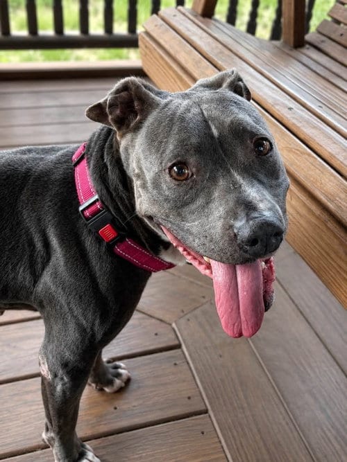 Photo of Gigi, adoptable senior Pit Bull Terrier in Martinsburg, West Virginia