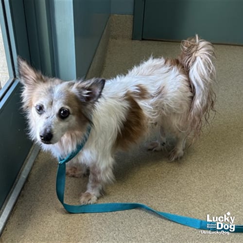 Photo of Trigger, adoptable senior Shetland Sheepdog Sheltie in Washington, District of Columbia