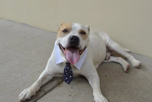 Photo of Boulder (In Foster), adoptable senior American Pit Bull Terrier in McKinney, Texas