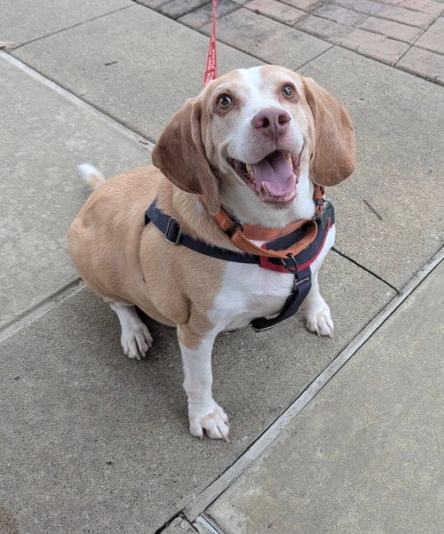 Photo of Legba, adoptable senior Beagle in Charlotte, North Carolina