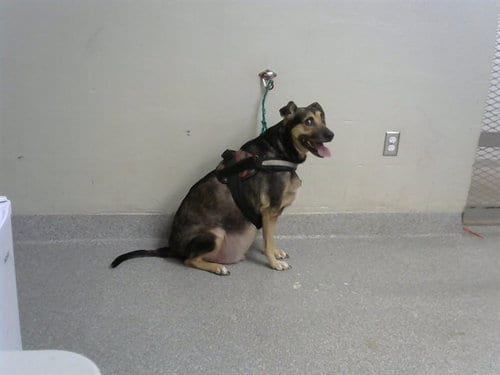 Photo of Cooper, adoptable senior Black Mouth Cur in Pasadena, Texas