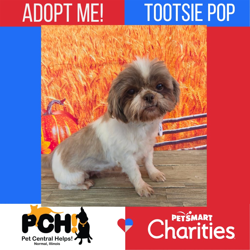 Photo of Tootsie Pop, adoptable senior Shih Tzu in Normal, Illinois