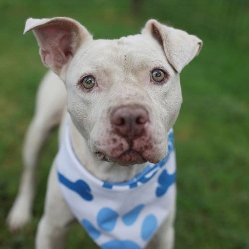 Photo of Max, adoptable senior American Staffordshire Terrier in San Antonio, Texas