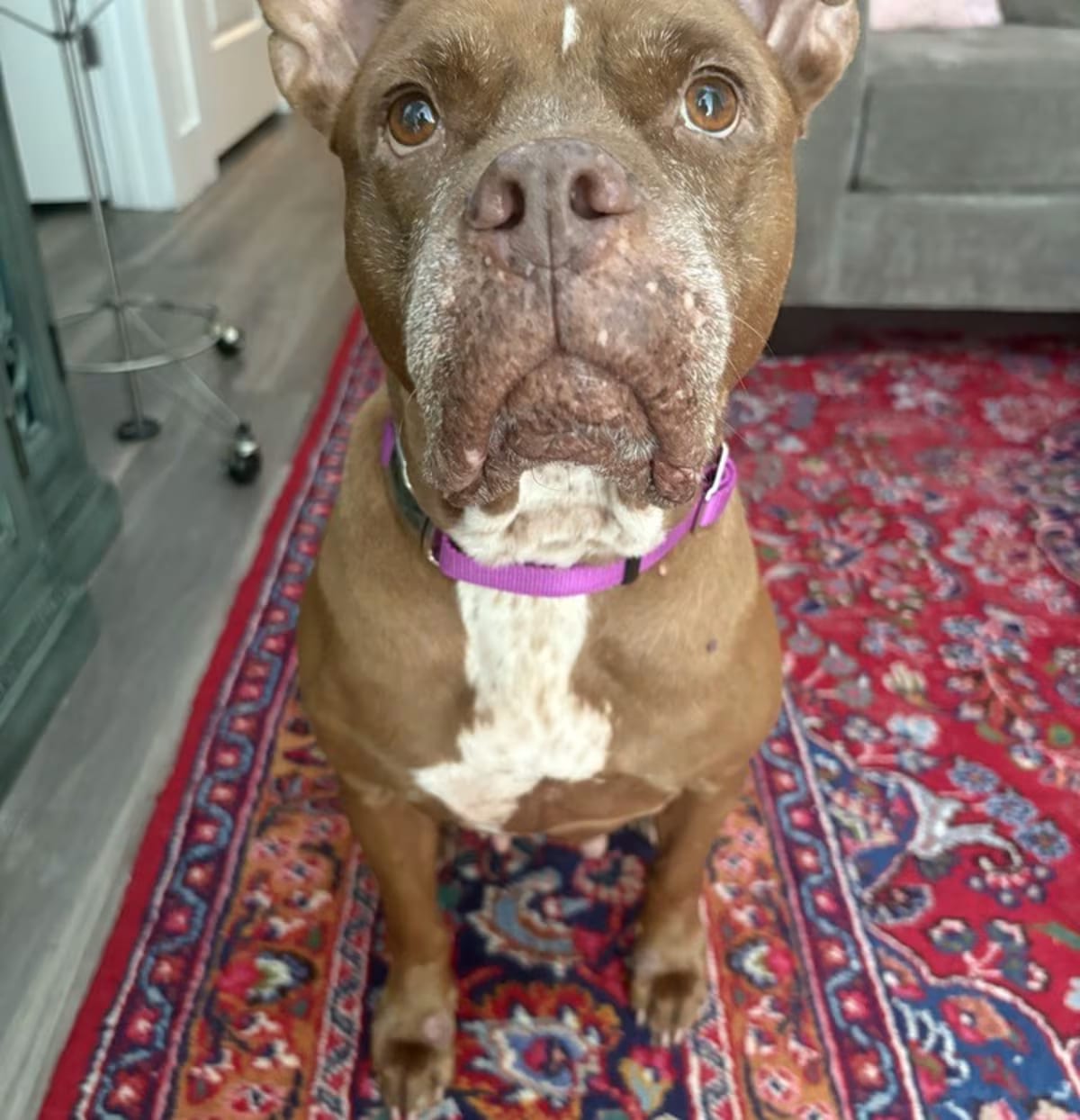 Photo of Gloria, adoptable senior Pit Bull Terrier in Orlando, Florida