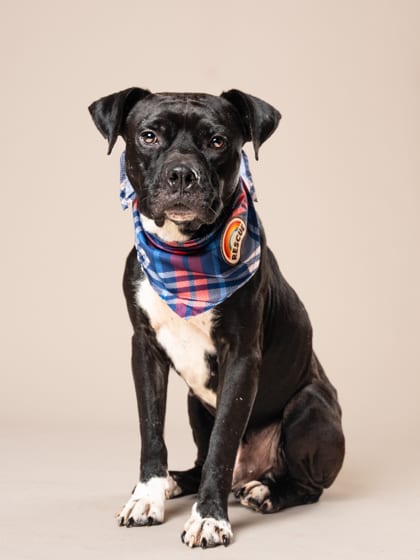 Photo of Johnny Cash, adoptable senior dog in Atlanta, Georgia